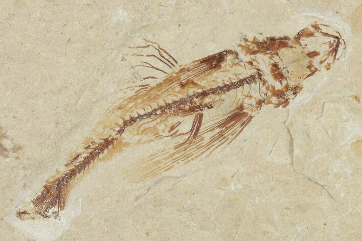 Cretaceous Fossil Flying Fish (Exocoetoides) - Lebanon #200788